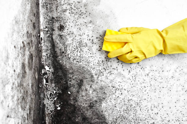 Best HVAC Mold Remediation in Duson, LA