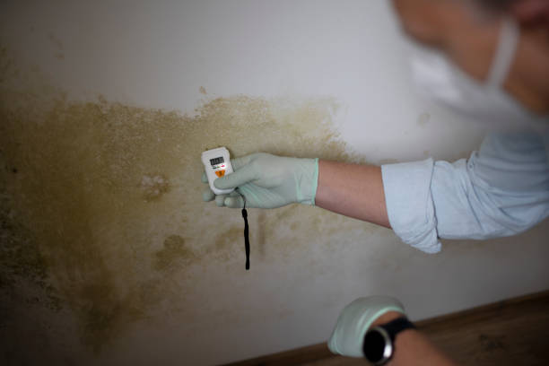 Best White Mold Remediation in Duson, LA