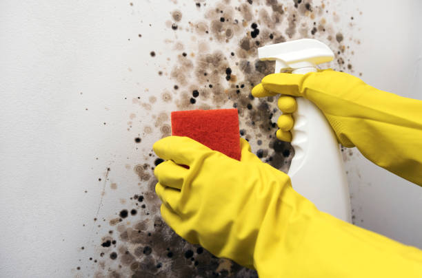Best DIY Mold Remediation Support Services in Duson, LA