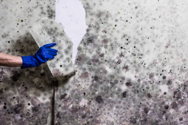 Best Kitchen Mold Remediation in Duson, LA