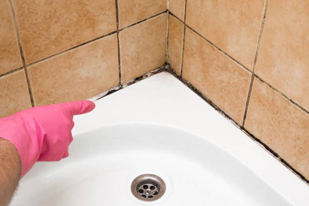 Best Attic Mold Remediation in Duson, LA